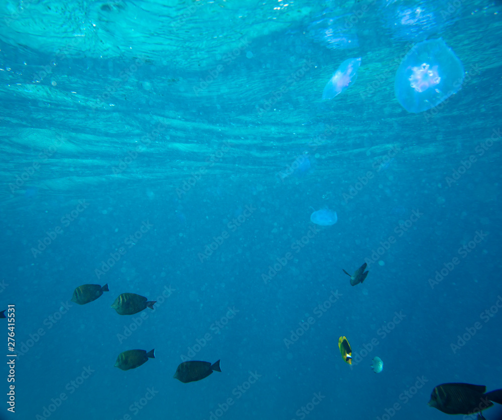 Fototapeta premium Large marine jellyfish, in a natural habitat
