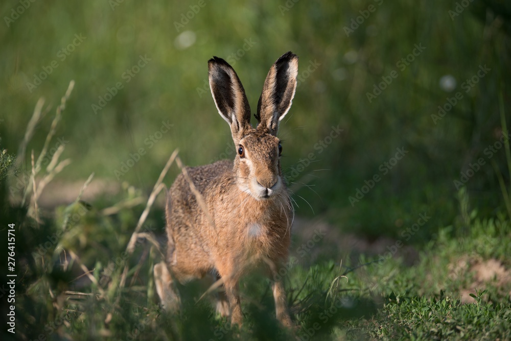 Rabbit Rabbit