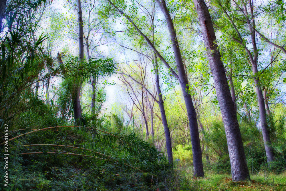 Fototapeta premium alamos en la ribera del ró Francolí, Tarragona (España)