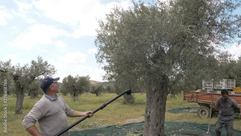 South of Italy, agriculture, nature.harvesting olives with electric comb South of Italy, agriculture, nature.harvesting olives with electric comb