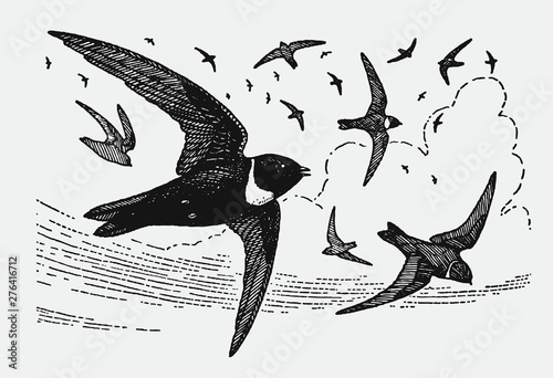 Group of white-collared swifts streptoprocne zonaris flying in the sky. Illustration after vintage engraving from early 20th century
