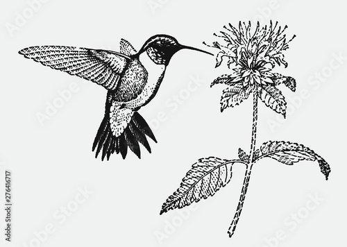 Ruby-throated hummingbird archilochus colubris hovering in front of flower blossom. Illustration after vintage engraving from early 20c.