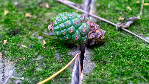 Cone Varbitsa Shumen Bulgaria photo