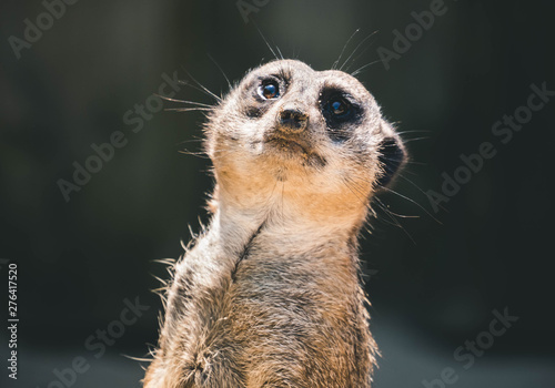 Meerkat patrol © Gabor