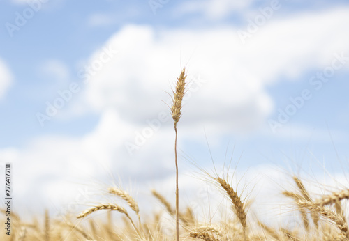 Spikelet of wheat in a field on background of a blue sky  plants 