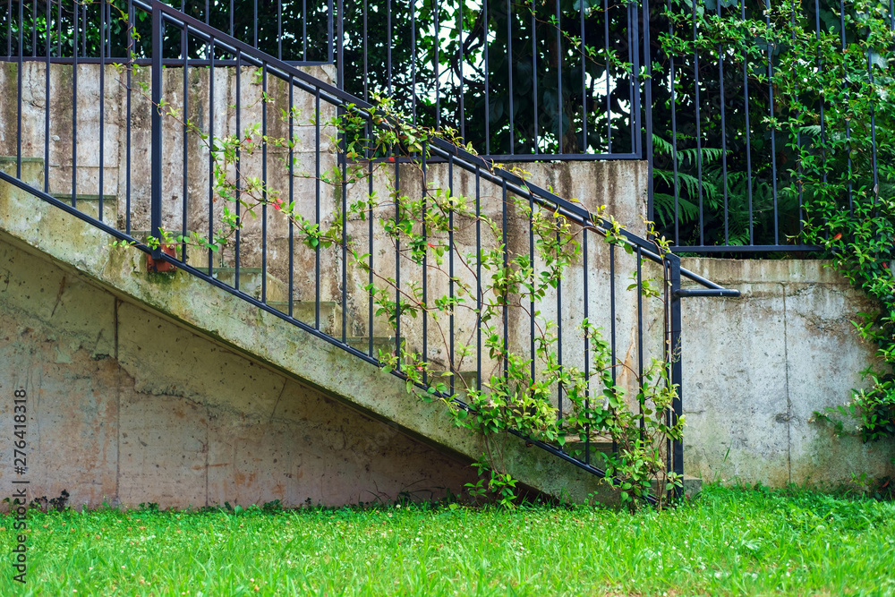 Ladder rail covered by plants Ladder rail covered by plants