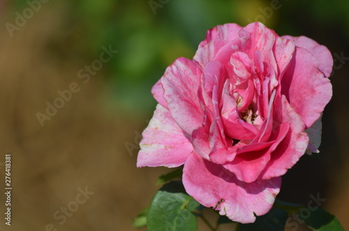 Thomasville rose garden 0274