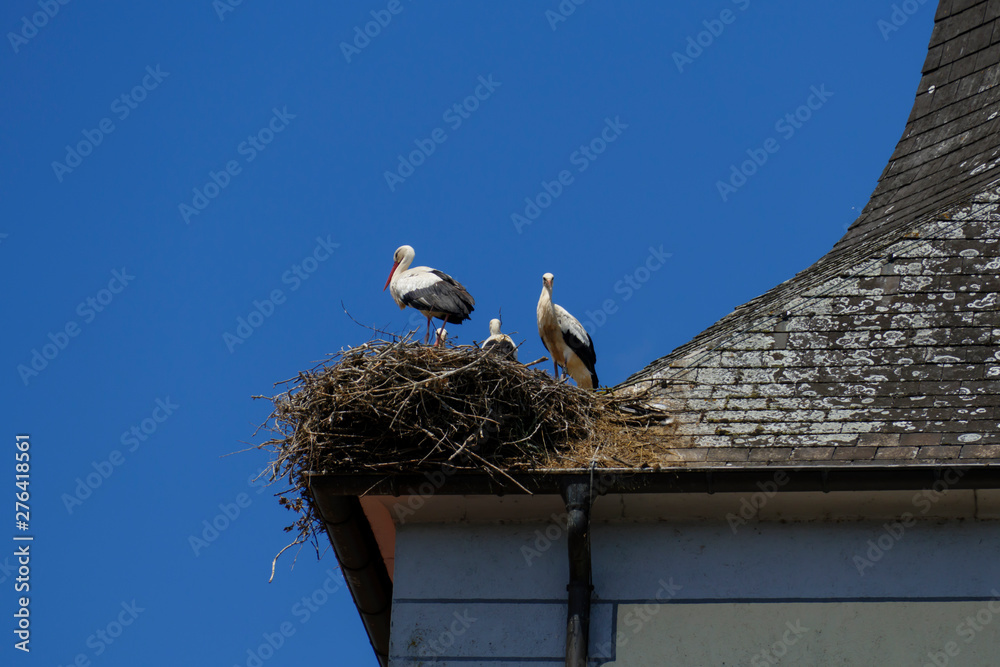 Störche in ihrem Nest mit Jungtieren, auf der St. Nilolaus Kirche in Gamshurst Achern Störche in ihrem Nest mit Jungtieren, auf der St. Nilolaus Kirche in Gamshurst Achern