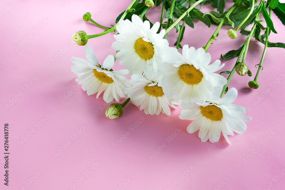 Obraz premium Beautiful bouquet of white daisies on a pink background with copy space. Layout for a holiday card