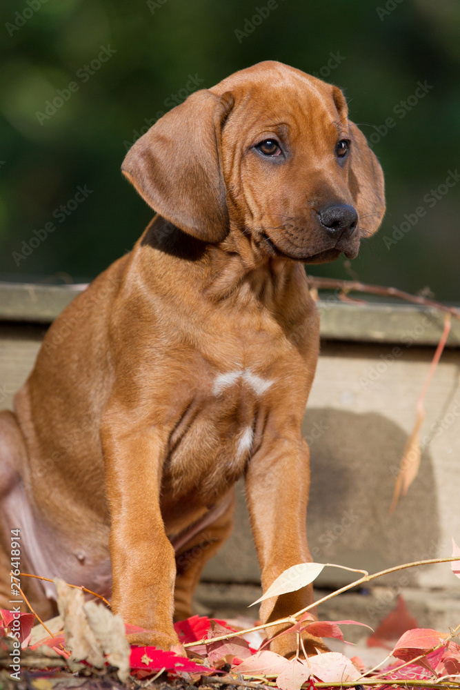 Rhodesian Ridgeback Welpe