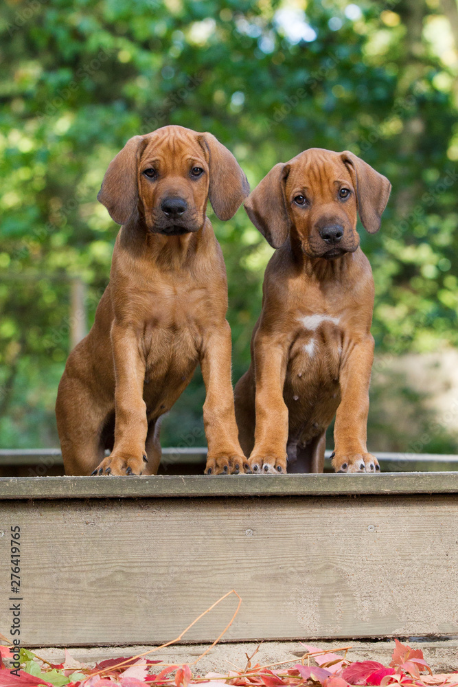 zwei Hunde süße Ridgeback Welpen gucken in die Rassehunde | Adobe Stock