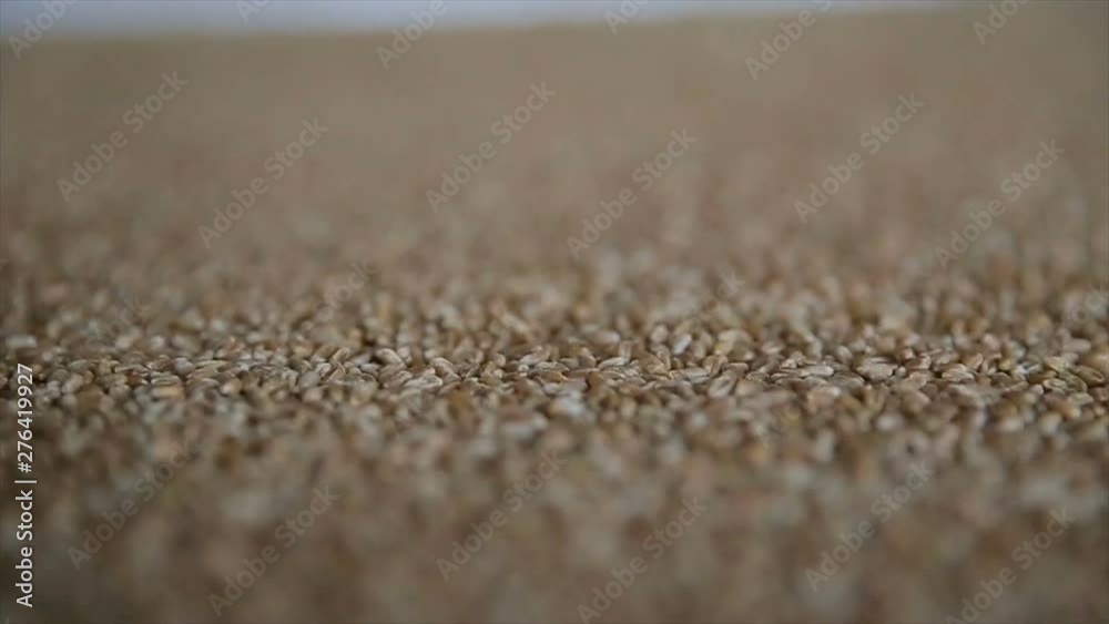 Dry wheat grains background, close up loopable view. Food background. Gastronomy concept, organic food. Dry wheat cereal seeds Dry wheat grains background, close up loopable view. Food background. Gastronomy concept, organic food. Dry wheat cereal seeds