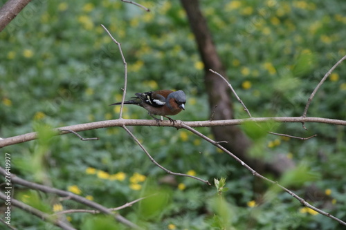 Bird on a branch