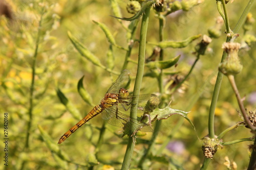 a beautiful yellow dragonfly at a plant in the verge closeup in summer © Angelique