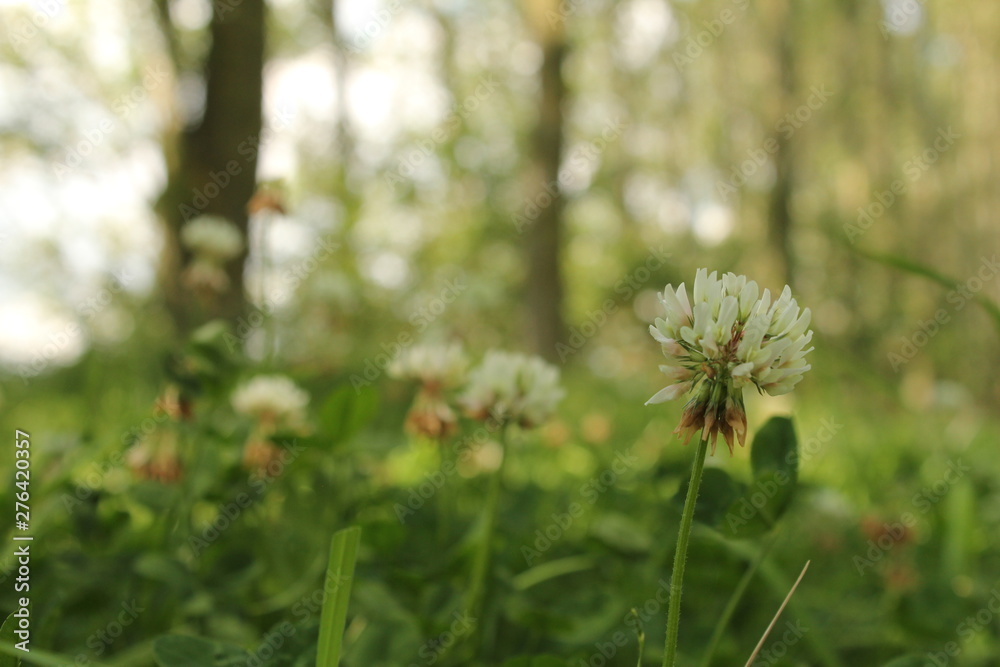beautiful white clover flowers and a wonderful bokeh in the forest in the background beautiful white clover flowers and a wonderful bokeh in the forest in the background
