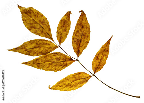 dry autumn birch leaf branch isolated on white backgroun