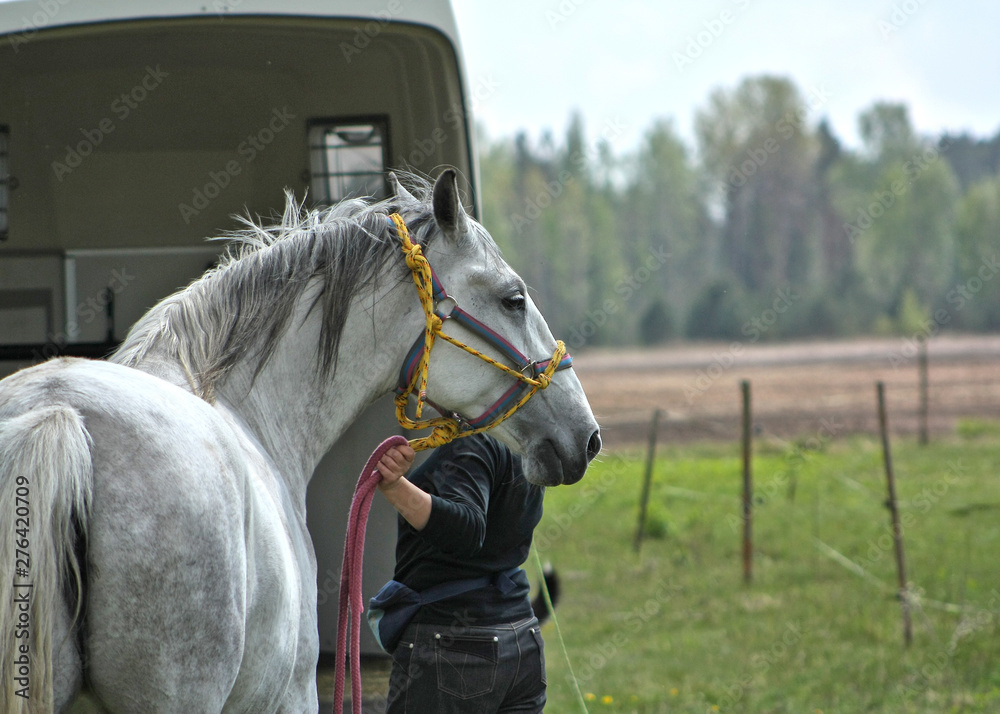 White andalusian horse transported by horse truck. Getting prepared to go inside.