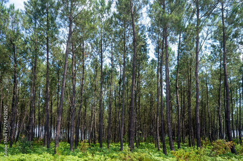 landes de gascogne