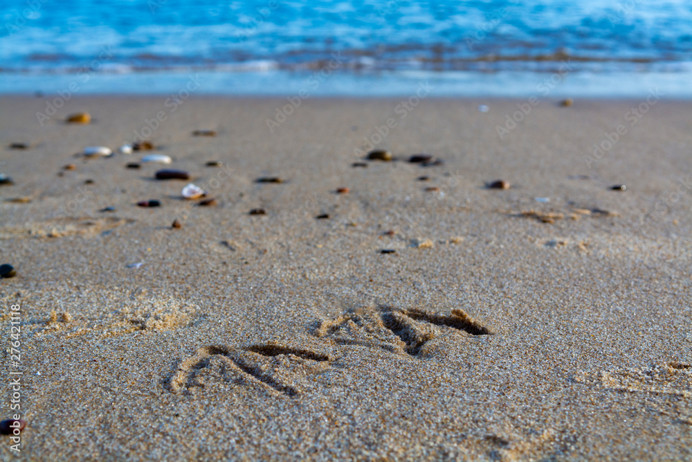 Footprints on seagull in sandy beach Footprints on seagull in sandy beach