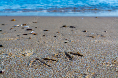 Footprints on seagull in sandy beach