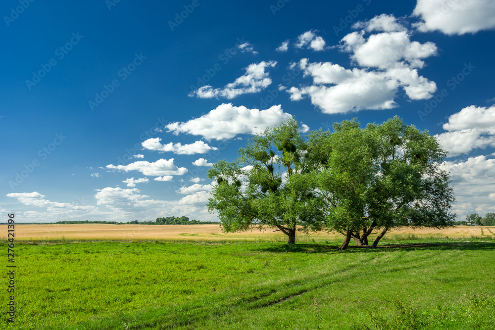 Trees on a green meadow and white clouds on a blue sky