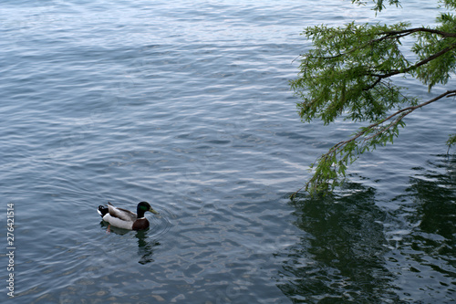 ducks in water,bird,nature, wildlife,lake,view,summer