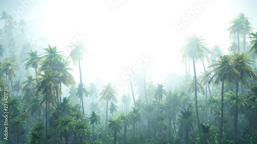 Jungle in the morning, palm trees in the fog,
