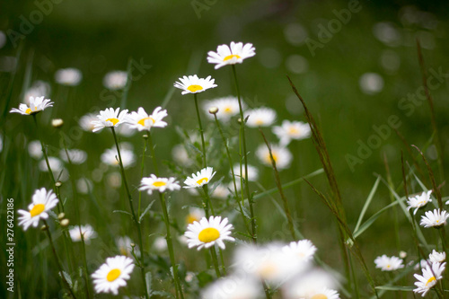 field of daisies