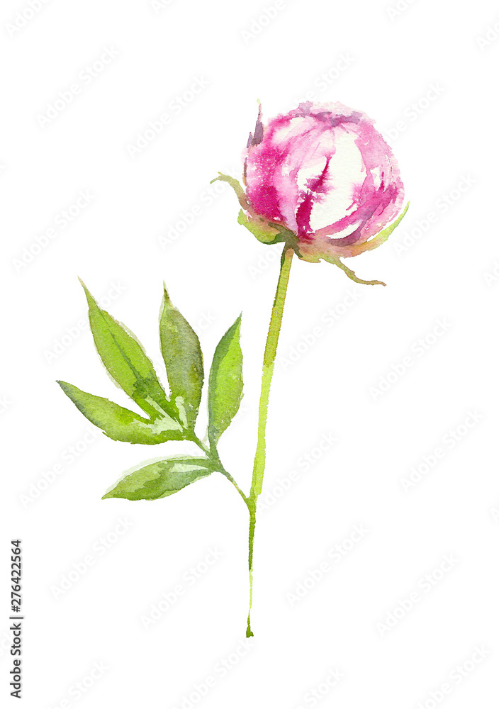 Peony Candy Stripe. Pink and white peony bud. Greeting card. Watercolor illustration.