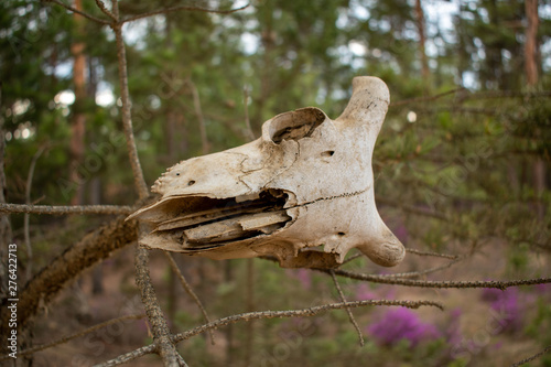 skull in the forest © Romi