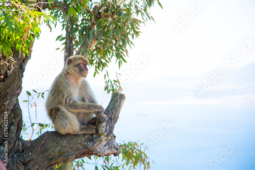 The Barbary Macaque monkeys of Gibraltar. The only wild monkey population on the European Continent