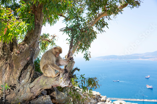 The Barbary Macaque monkeys of Gibraltar. The only wild monkey population on the European Continent