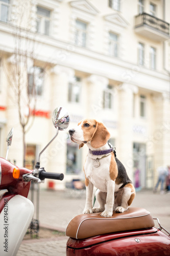 Beagle dog on a scooter on a city street