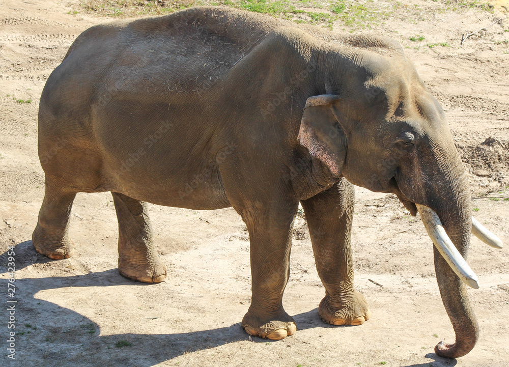 Fototapeta premium elephant in the zoo