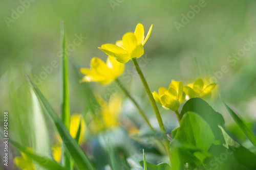 Small yellow flowers grow in a sunny meadow. Lesser celandine, buttercup family.