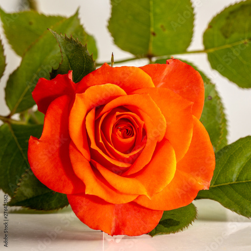 Cuadro en lienzo Pink roses climbing on the wooden fence close up