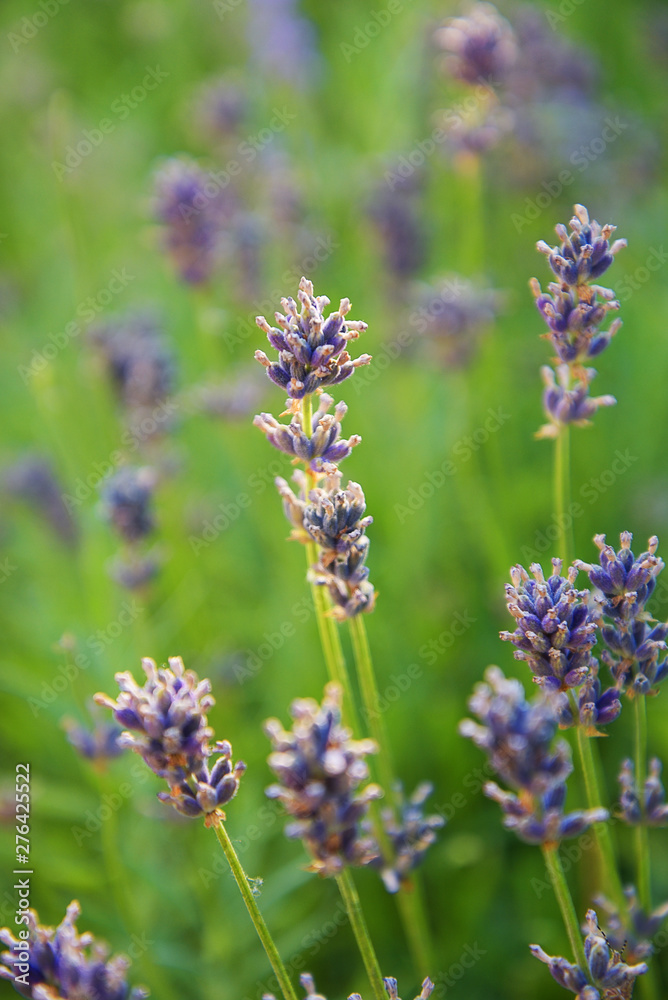 Landscape of Provence - lavender flowers in pastel colors Landscape of Provence - lavender flowers in pastel colors