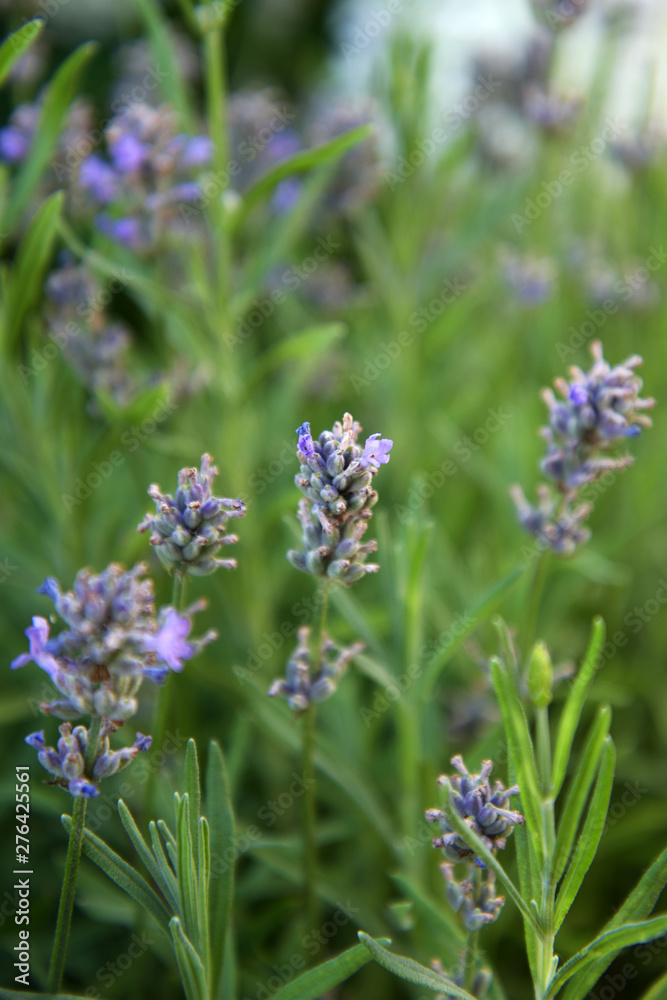 Landscape of Provence - lavender flowers in pastel colors