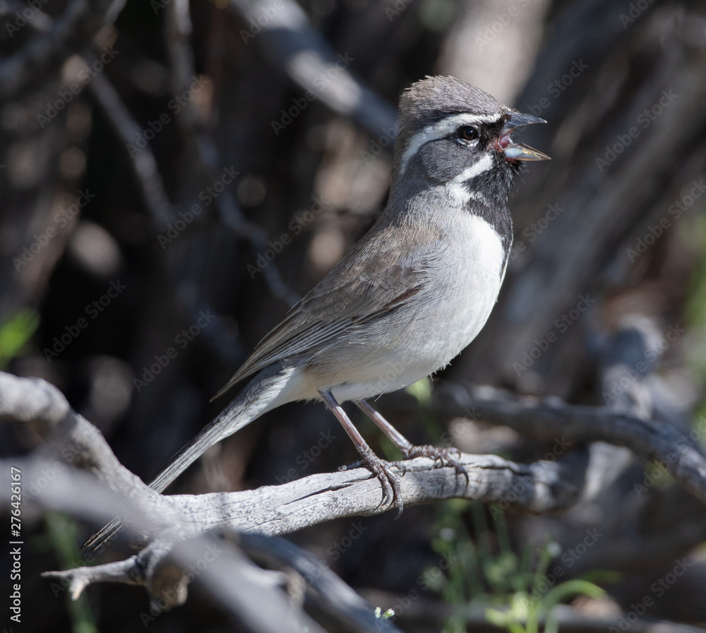 Naklejka premium Black Throated Sparrow Singing