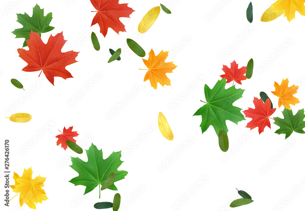 The leaves are multi-colored, maple leaf. Colorful Fall Foliage. Autumn leaves maple and other trees. Falling effect background.