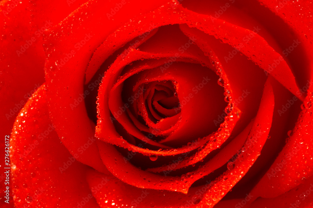 Pink rose flower, close-up, macro, background low key Pink rose flower, close-up, macro, background low key