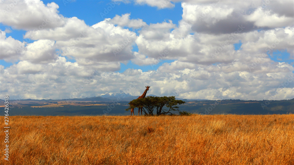 Fototapeta premium Giraffe Beyond Mt. Kenya