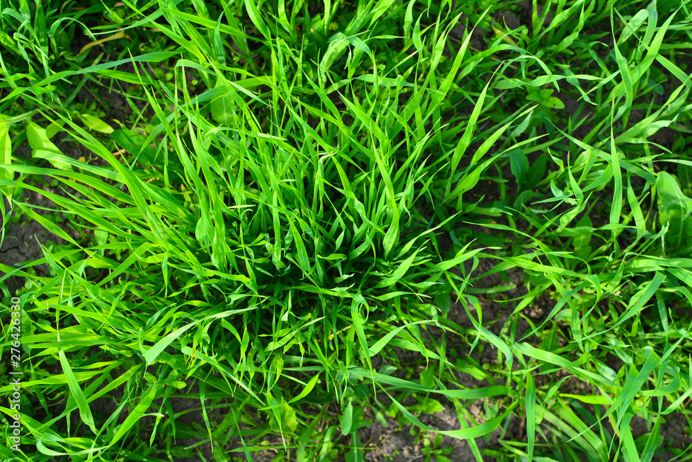 Green stalks of common oats (Avena sativa) on the field. Natural background. Green background of grass. Green stalks of common oats (Avena sativa) on the field. Natural background. Green background of grass.