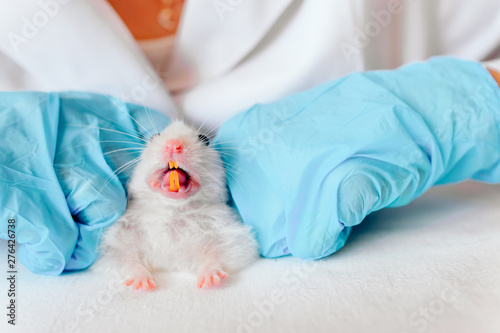 Fototapeta Naklejka Na Ścianę i Meble -  Veterinarian doctor is making a check up of a little hamster. Veterinary Concept.