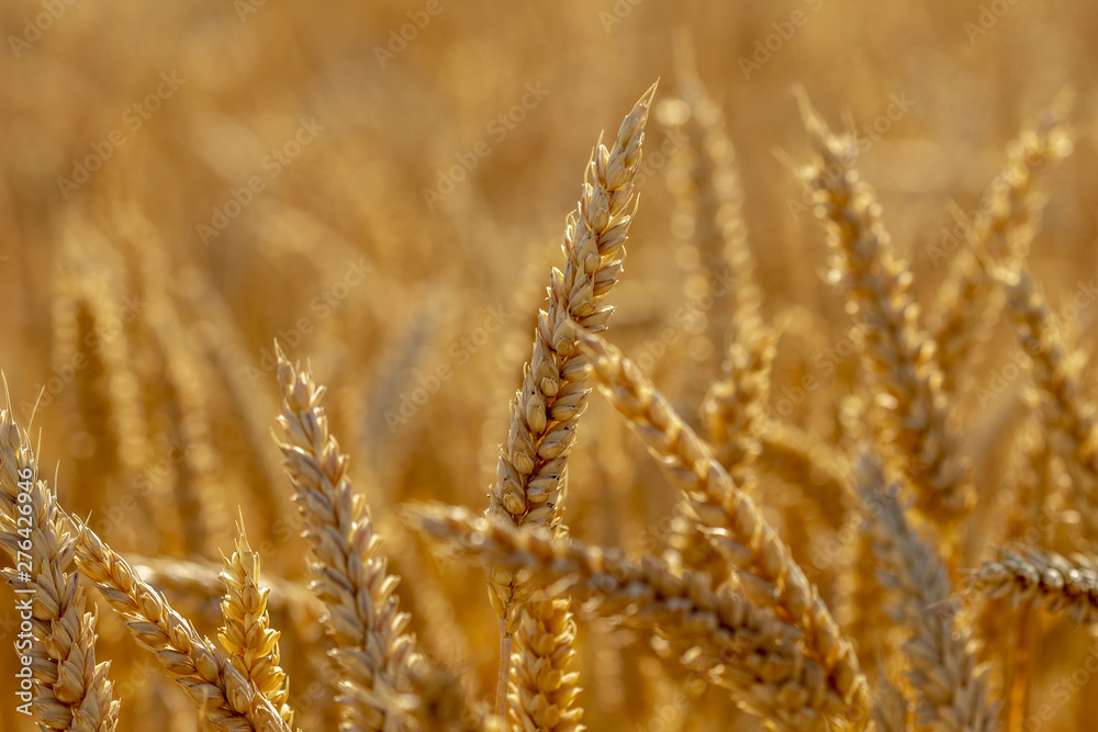 Fototapeta premium Champs de blé