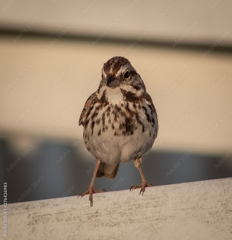 Fototapeta premium Pretty Bird