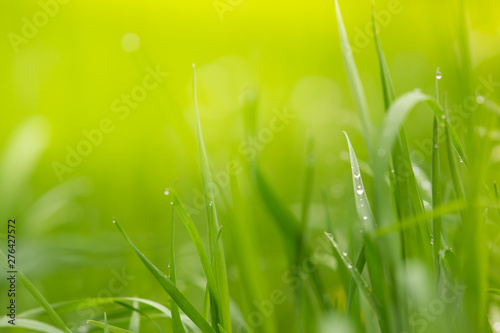 natural floral background, green grass with beautiful light