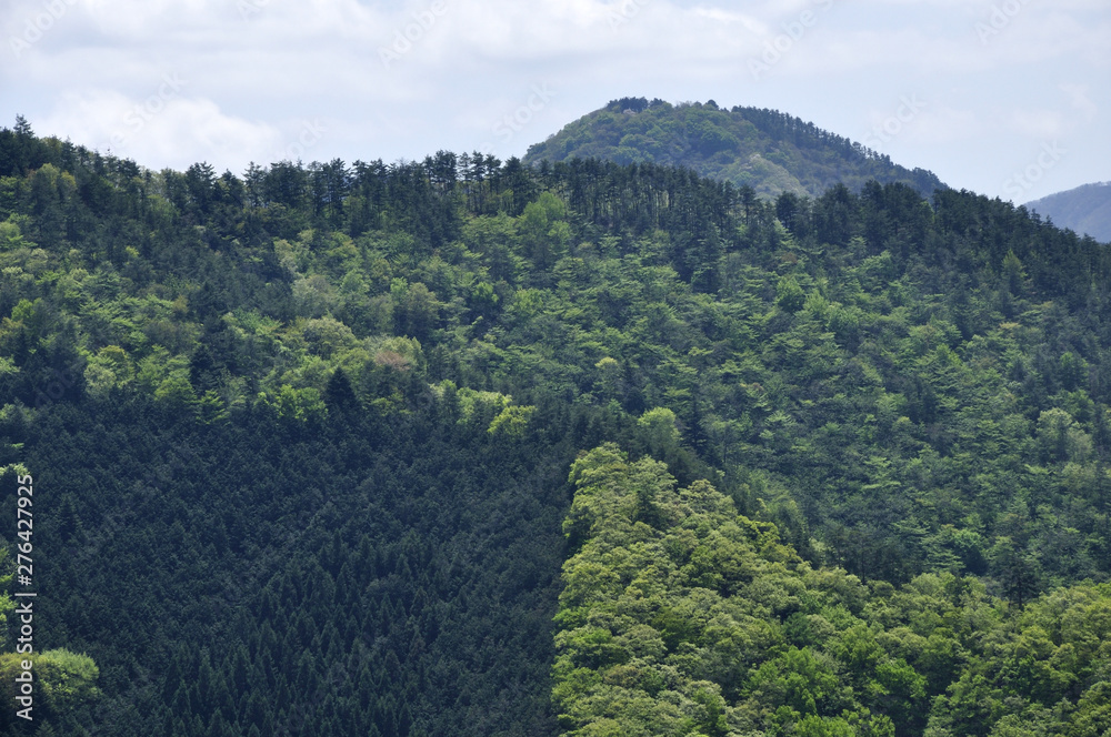 Fototapeta premium 菊花山より新緑の九鬼山