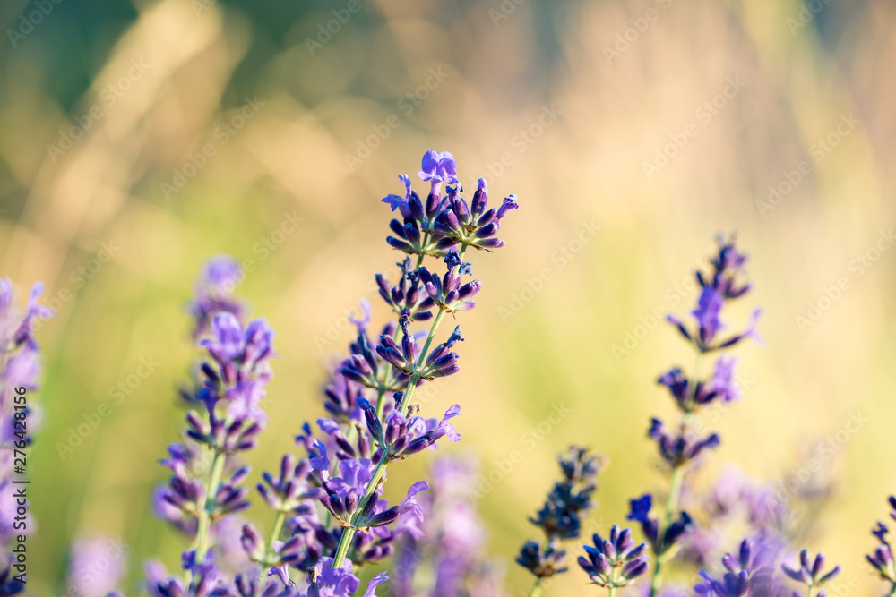 lavender on a background of golden grasses lavender on a background of golden grasses
