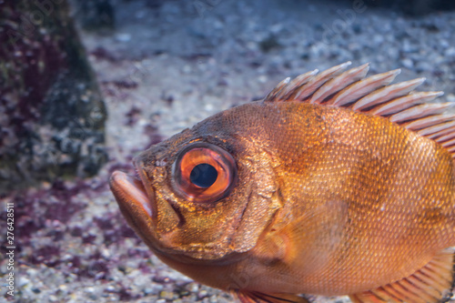The popeye catalufa (Pristigenys serrula) fish.